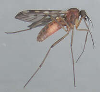 Image of Window Gnat