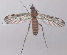 Image of Window Gnat