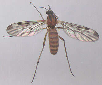 Image of Window Gnat