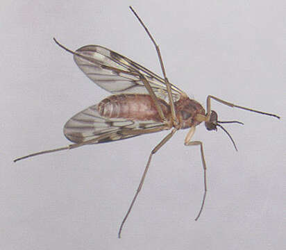 Image of Window Gnat