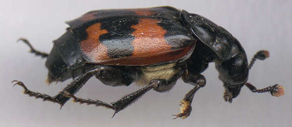 Image of Nicrophorus (Nicrophorus) investigator (Zetterstedt 1824)