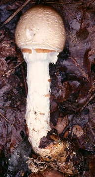 Lepiota ignivolvata Bousset & Joss. ex Joss. 1990 resmi