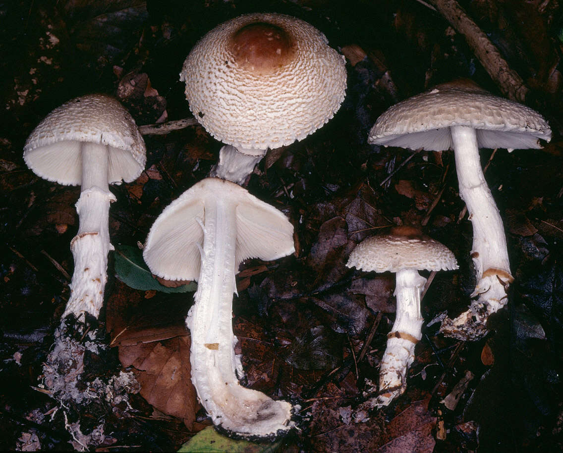 Lepiota ignivolvata Bousset & Joss. ex Joss. 1990 resmi