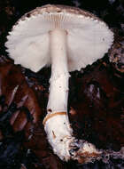 Lepiota ignivolvata Bousset & Joss. ex Joss. 1990 resmi