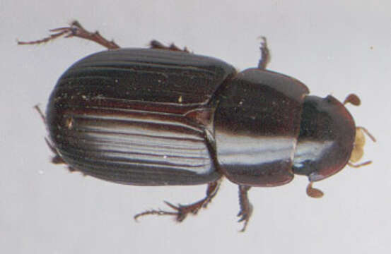 Image of Night-flying Dung Beetle