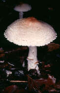 Lepiota ignivolvata Bousset & Joss. ex Joss. 1990 resmi