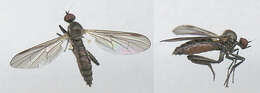 Image of hybotid dance flies