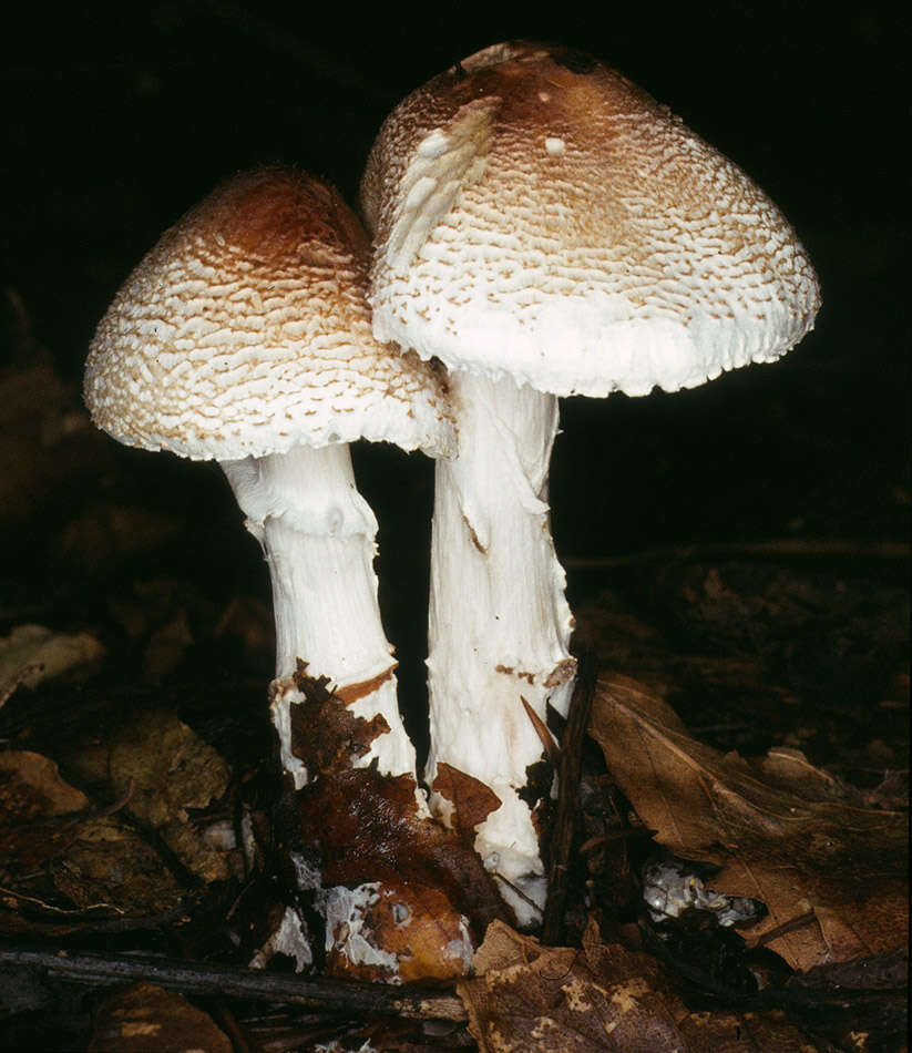 Lepiota ignivolvata Bousset & Joss. ex Joss. 1990 resmi