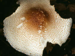 Lepiota ignivolvata Bousset & Joss. ex Joss. 1990 resmi