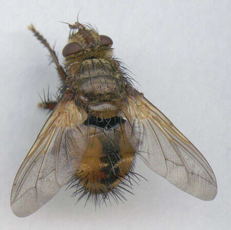 Image of Tachina fera (Linnaeus 1761)