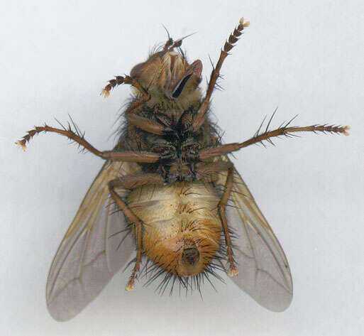 Image of Tachina fera (Linnaeus 1761)