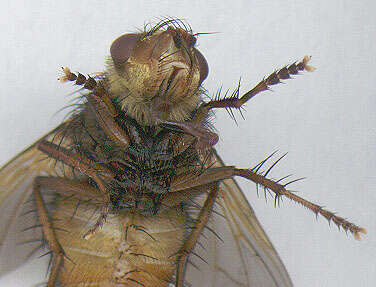 Image of Tachina fera (Linnaeus 1761)