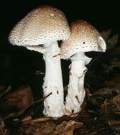 Lepiota ignivolvata Bousset & Joss. ex Joss. 1990 resmi