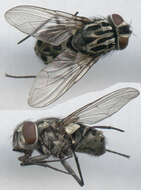 Image of House fly