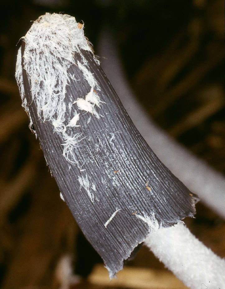 Sivun Coprinopsis macrocephala (Berk.) Redhead, Vilgalys & Moncalvo 2001 kuva