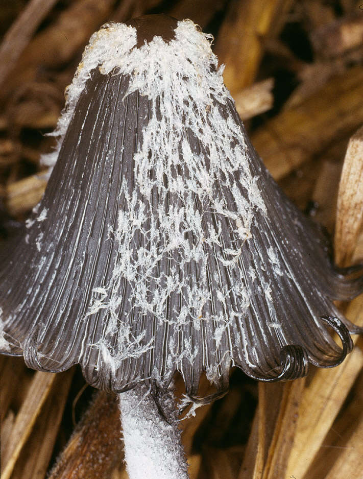 Sivun Coprinopsis macrocephala (Berk.) Redhead, Vilgalys & Moncalvo 2001 kuva