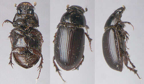 Image of Night-flying Dung Beetle