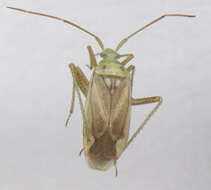 Image of alfalfa plant bug