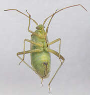 Image of alfalfa plant bug