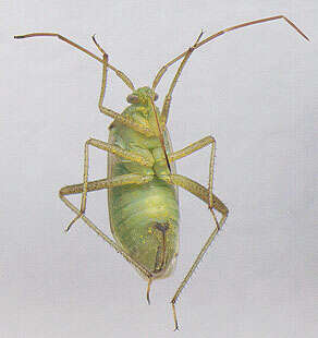 Image of alfalfa plant bug