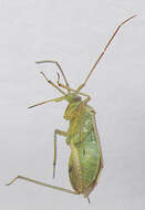 Image of alfalfa plant bug