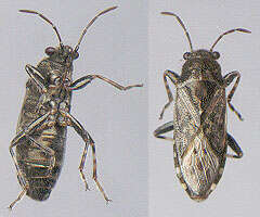 Image of Nettle Ground Bug