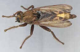 Image of Hornet robberfly