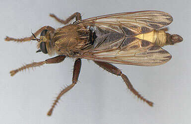 Image of Hornet robberfly