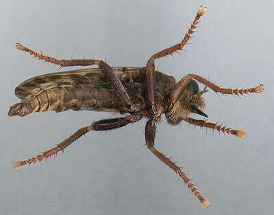 Image of Hornet robberfly