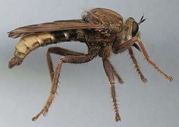 Image of Hornet robberfly