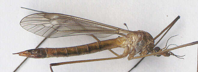Image of Tipula (Lunatipula) cava Riedel 1913