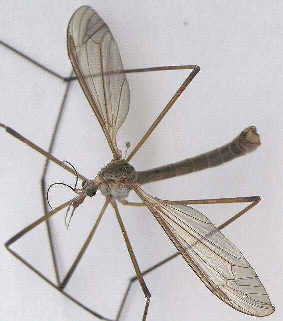 Image of Cranefly