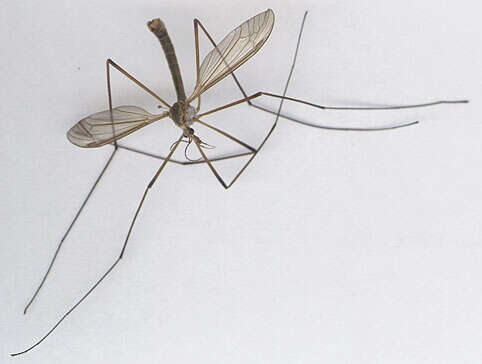 Image of Cranefly