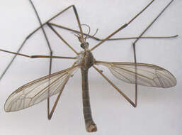 Image of Cranefly