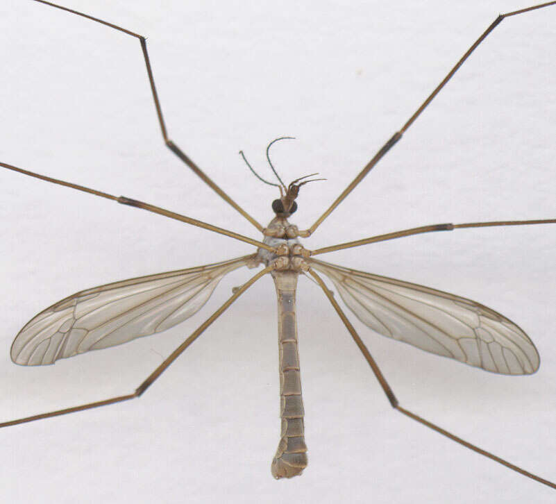 Image of Cranefly