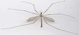 Image of Cranefly