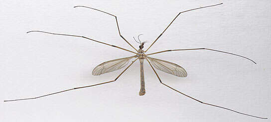 Image of Cranefly