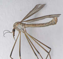 Image of Cranefly