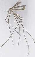 Image of Cranefly