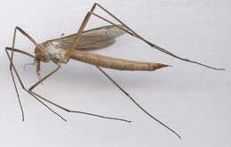 Image of Cranefly