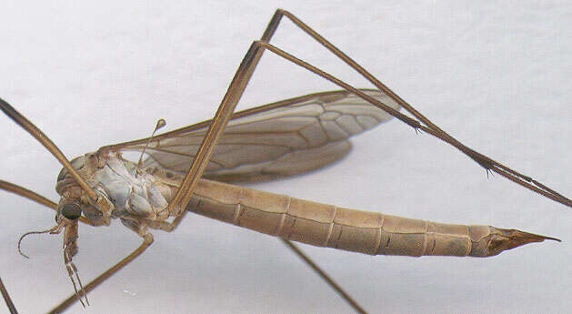 Image of Cranefly