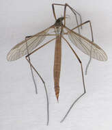 Image of Cranefly