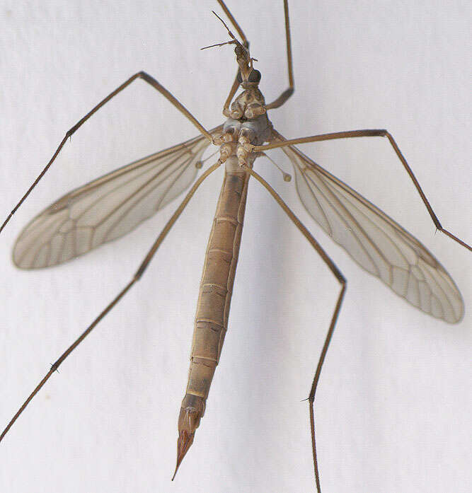 Image of Cranefly