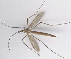 Image of Cranefly