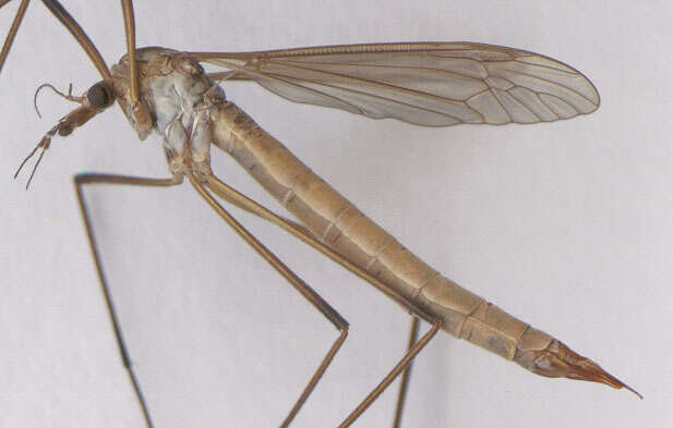 Image of Cranefly