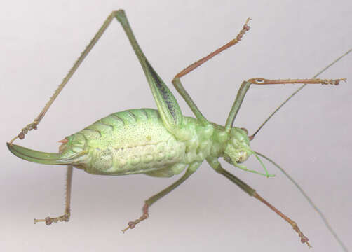 Image of speckled bush-cricket