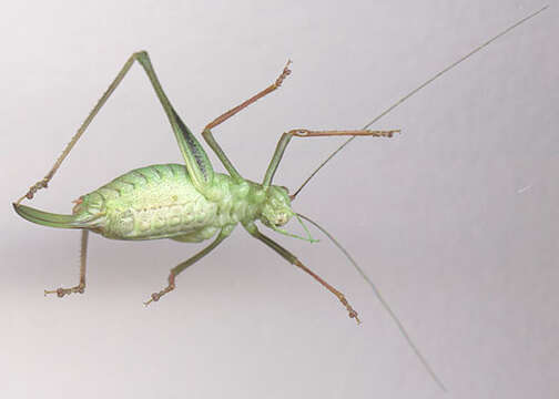 Image of speckled bush-cricket