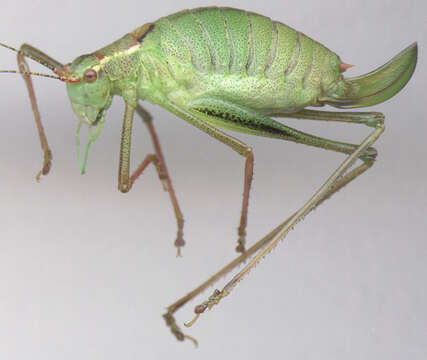 Image of speckled bush-cricket