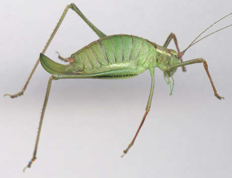 Image of speckled bush-cricket