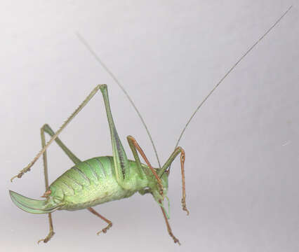 Image of speckled bush-cricket